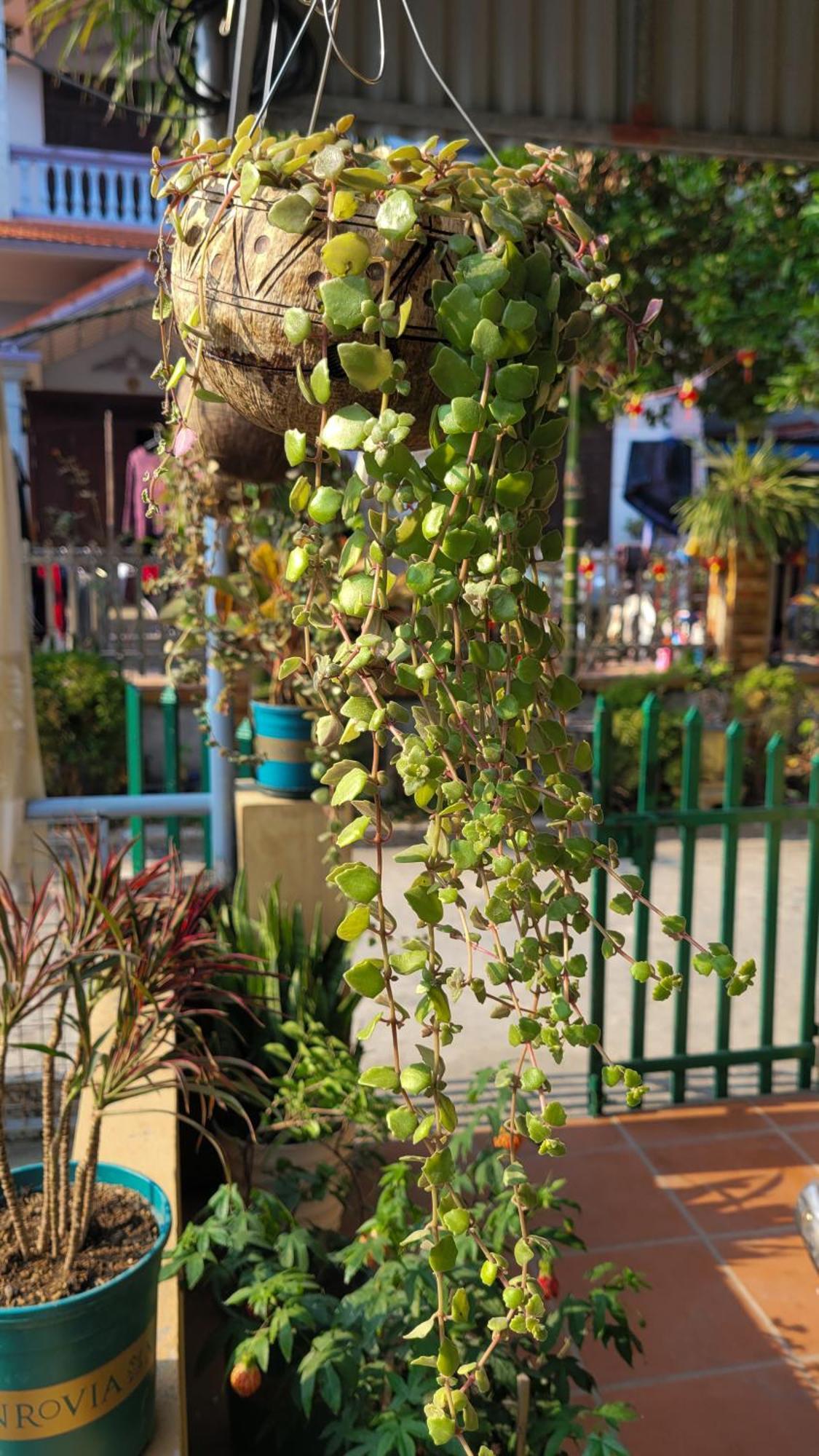 Tiny Garden House Cat Ba Hotel Chan Chau Eksteriør billede